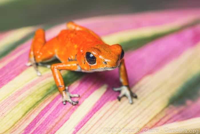 A orange poison dart frog from Isla Solarte sits on a pink and yellow tropical leaf in Bocas del Toro, Panama.