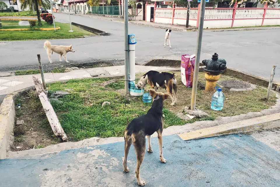 street dogs eating from food dispensers in bocas del toro isla colon during covid-19 quarantine