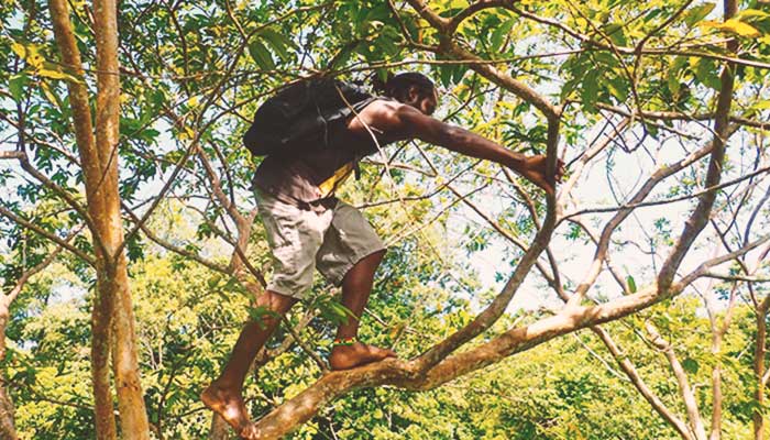 A local bastimentos man climbs a tree in search of fruits during his tour which is one of the best things to do in Bocas del Toro