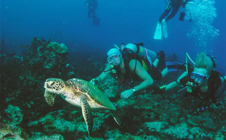 scuba divers underwater with a green sea turtle in Bocas del Toro, Panama.