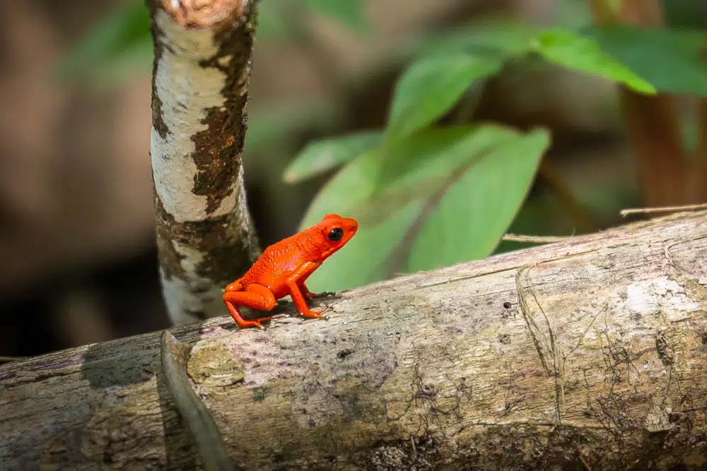 An orange poison dart frog on Isla Solarte in Bocas del Toro, Panama.