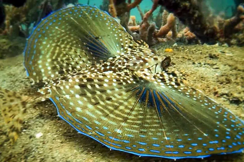 beautiful tropical fish in Panama.