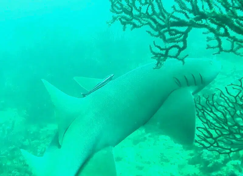 A nurse shark from behind in Bocas del Toro