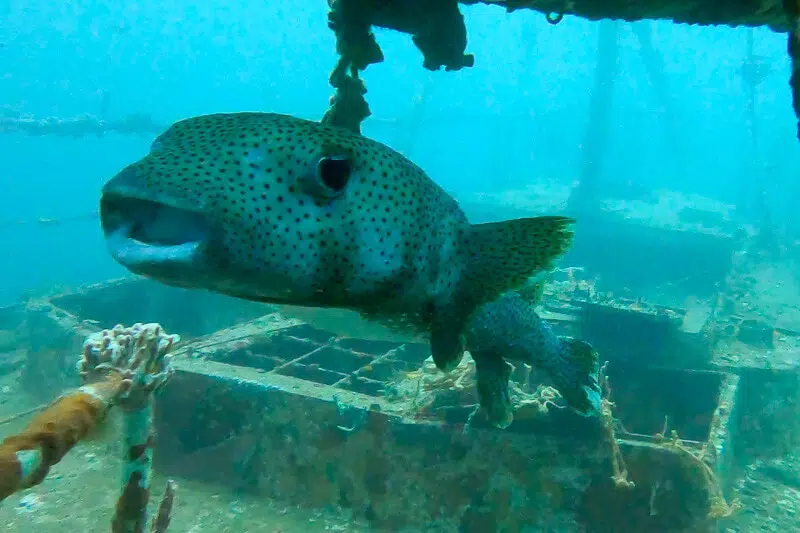 Puffer Fish at the Pandora Dive Spot in Bocas del toro, Panama