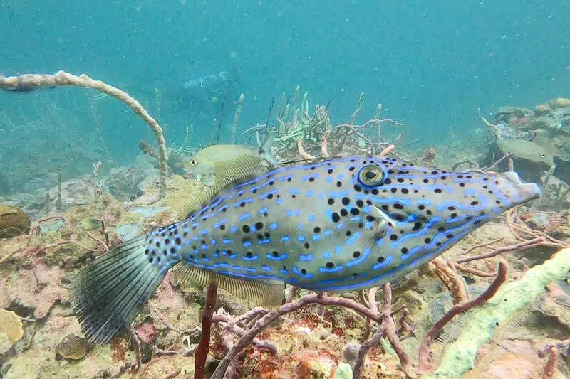 A trumpet fish swims off a wreck for scuba diving in bocas del toro.