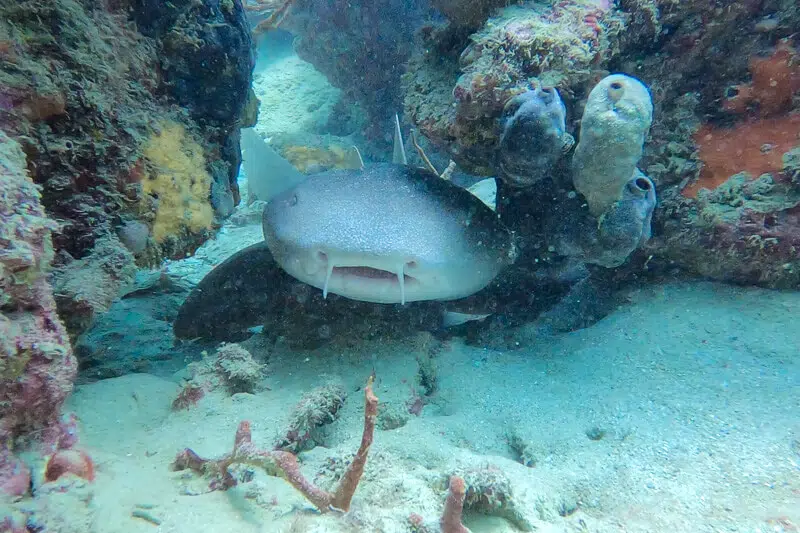nurse sharks pokes it's cute face out of a coral hole from scuba diving in bocas del toro
