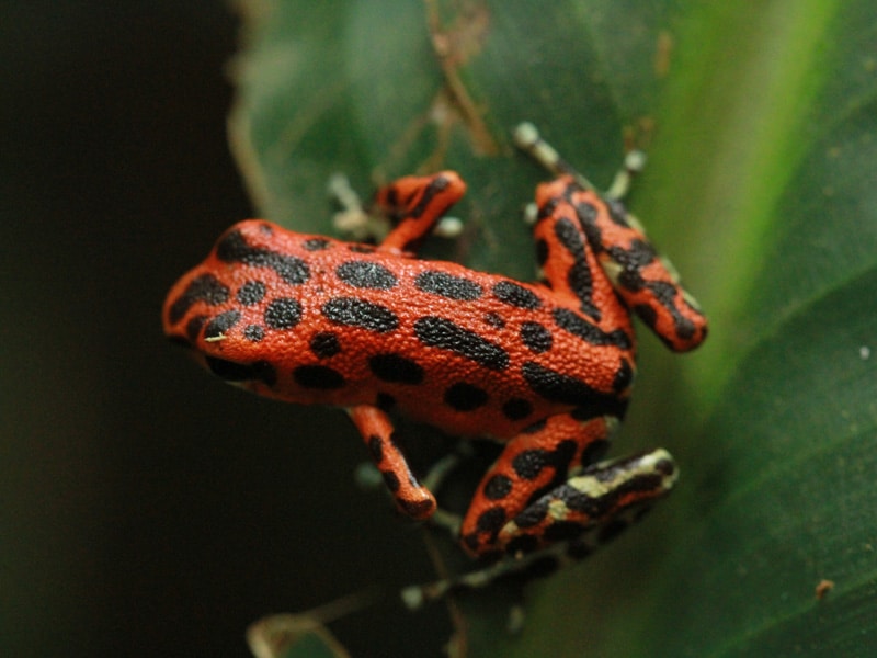 poison dart frogs